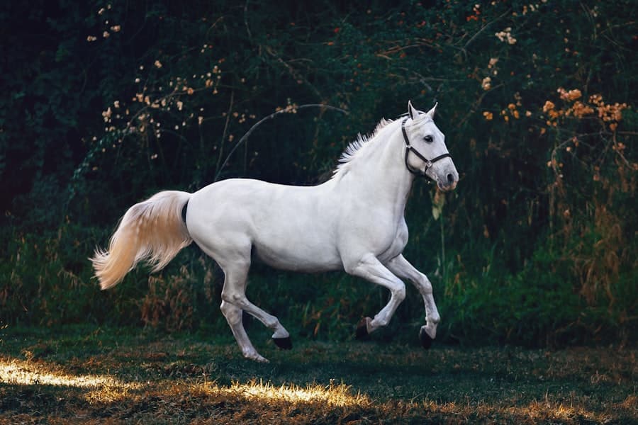 Mattina in campo — contenuto Instagram EquiPlan